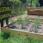 KIPP STRIVE Vegetable Garden