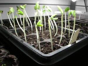 Seed Starting
