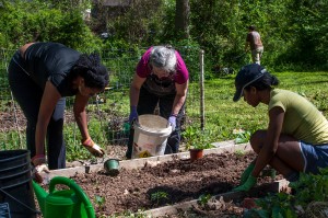 Westview Community Garden Spring Planting