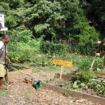 Westview Community Garden