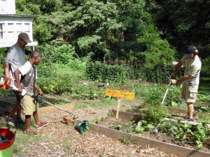 Westview Community Garden