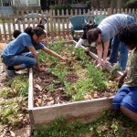 Westview Community Garden