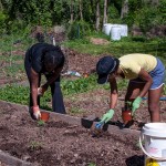 Westview Community Garden Spring Planting