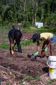Westview Community Garden Spring Planting