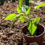 Westview Community Garden Spring Planting