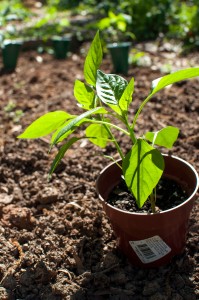 Westview Community Garden Spring Planting