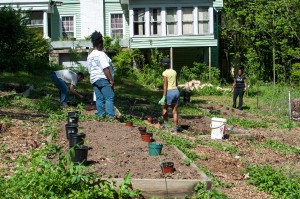 Westview Community Garden Spring Planting