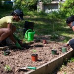 Westview Community Garden Spring Planting