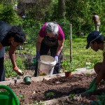 Westview Community Garden Spring Planting