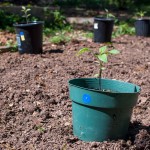 Westview Community Garden Spring Planting