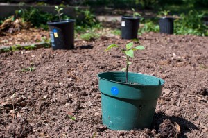 Westview Community Garden Spring Planting