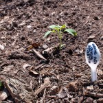 Westview Community Garden Spring Planting