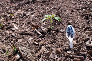 Westview Community Garden Spring Planting