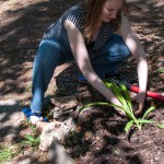 Westview Community Garden Spring Planting