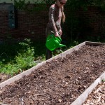 Westview Community Garden Spring Planting