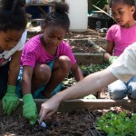 Westview Community Garden Spring Planting