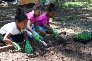 Westview Community Garden Spring Planting
