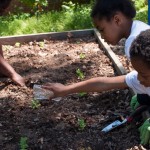 Westview Community Garden Spring Planting