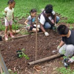 Garden Planting