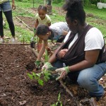 Garden Planting