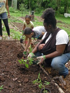 Garden Planting