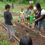 Garden Planting