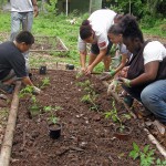 Garden Planting