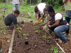 Garden Planting