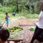 Westview Garden Harvest