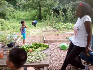Westview Garden Harvest