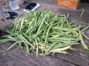 Westview Garden Harvest