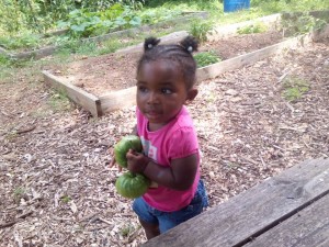 Westview Garden Harvest