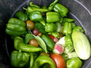 Westview Garden Harvest