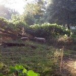 Sheep at Enota Park