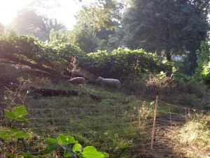 Sheep at Enota Park