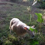 Sheep at Enota Park