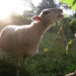 Sheep at Enota Park