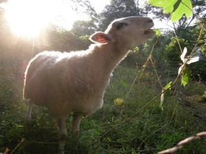 Sheep at Enota Park