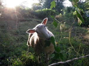 Sheep at Enota Park