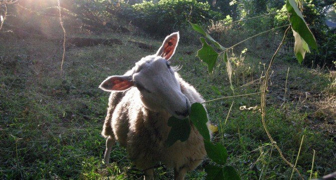 Sheep at Enota Park