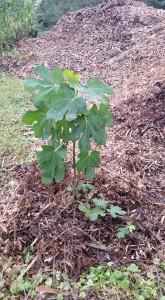 Westview Community Garden Work Day