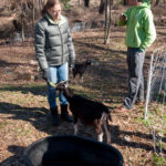 Enota Park Goats