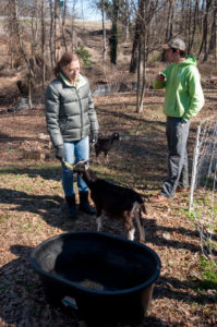 Enota Park Goats