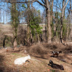 Enota Park Goats