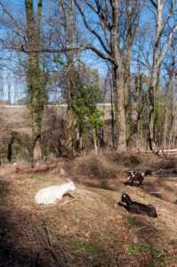 Enota Park Goats