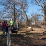 Enota Park Goats