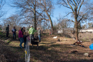Enota Park Goats