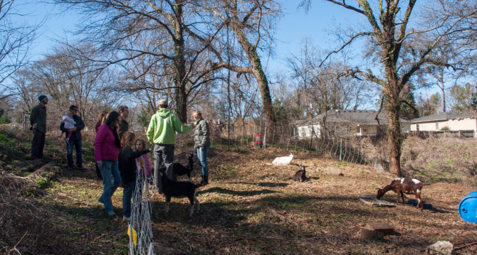 Enota Park Goats