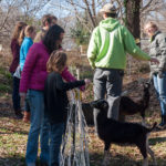 Enota Park Goats