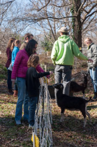 Enota Park Goats